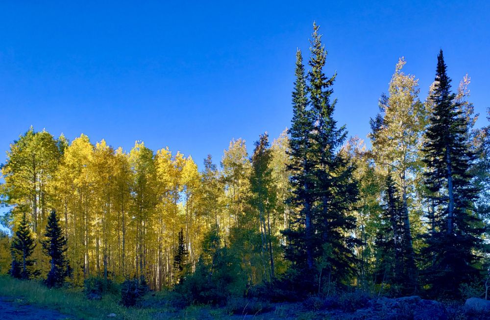 Fall in Grand Junction