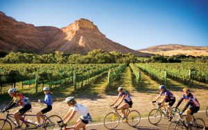 Tour de Vineyards