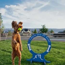 dog jumping and catching tennis ball in mouth at Canyon View RV Resort in Grand Junction Colorado